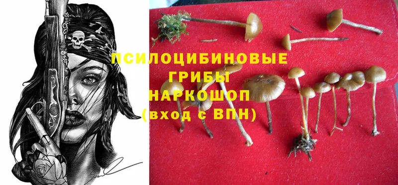 Галлюциногенные грибы Psilocybine cubensis  Лихославль 